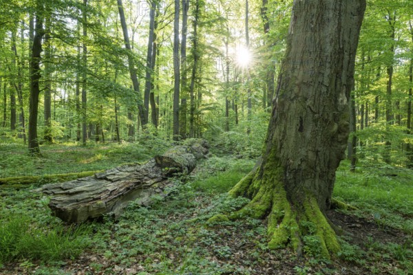 Near-natural deciduous forest, copper beech (Fagus sylvatica) deadwood, Sonnenstern, Hainich