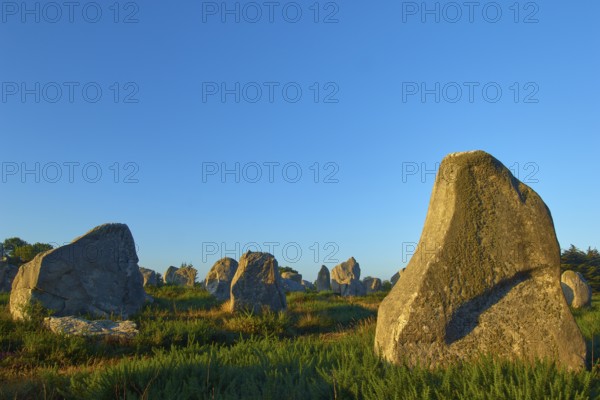 Neolithic menhirs, standing stones in Carnac with sunrise, Carnac, Quiberon, Morbihan, Brittany,