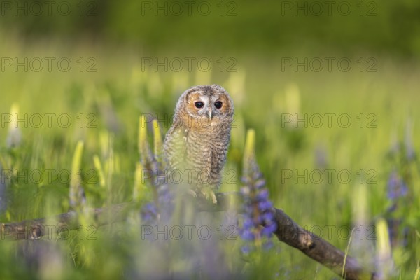 One young Ural owl (Strix uralensis) sitting on a branch lying in a field of flowering lupines in