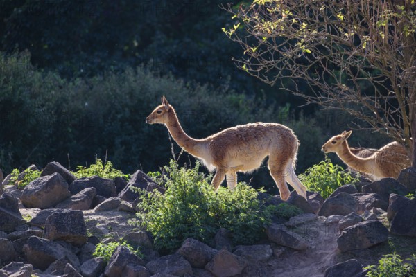 Two vicunas (Lama vicugna) stand on rocky terrain under a tree in a backlit scene