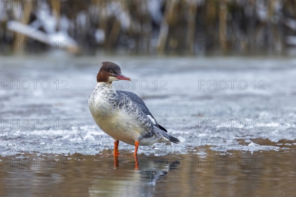 Common merganser, goosander (Mergus merganser merganser) female resting on ice of frozen lake in