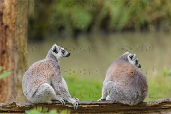 Two ring-tailed lemurs (Lemur catta) sit on a rotten tree lying on the ground and look around