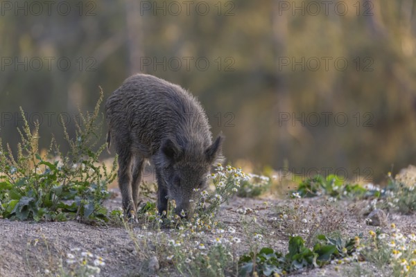One adult wild boar or wild pig (Sus scrofa) searching for food on a flowering meadow in late
