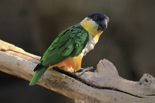 Green-winged Parrot (Pionites melanocephalus), adult, Waiting, alert, curious, Northern South