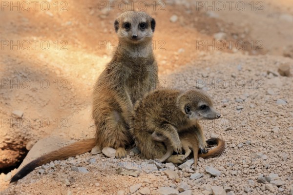Tiger nut (Suricata suricatta), adult, two adults, juvenile, newborn, baby, social behaviour