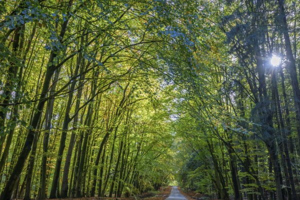 Autumnal beech forest (Fagus) on a village street Rehna, Mecklenburg-Vorpommern, Germany, Europe