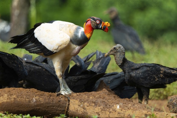 King vulture (Sarcoramphus papa), cock, vulture birds (Aegypiinae), Laguna del Lagarto Lodge,
