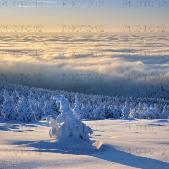 Morning atmosphere on the Brocken, view over snowy winter landscape with snow-covered spruce forest
