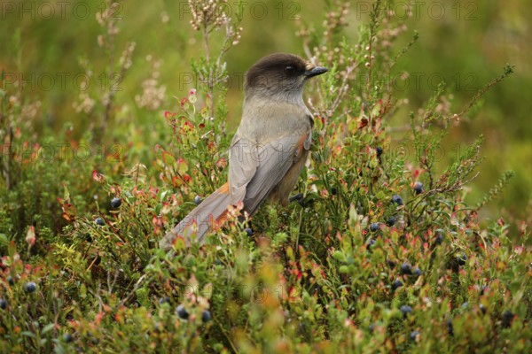 Unlucky jay (Perisoreus infaustus), among blueberries, back view, tail feathers spread out, autumn