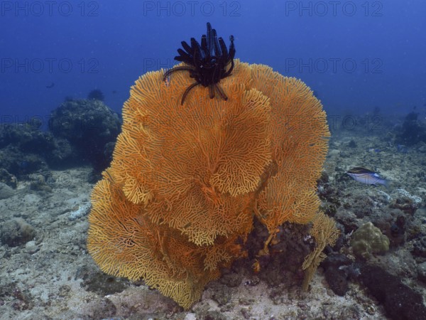 Giant fan coral (Annella mollis) with feather star on sandy bottom in clear blue water, dive site