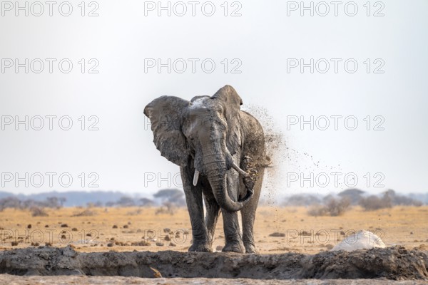 African elephant (Loxodonta africana), bathing at a waterhole, spraying water from its trunk, Nxai