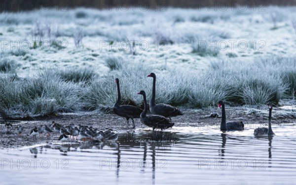 Black Swan, Cygnus atratus, birds on a winter marshes at dawn