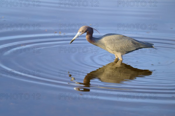 Great Blue Heron (Egretta caerulea), walking and reflecting in the water, Black Point Wildlife