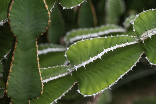 Euphorbia, Princess of Wales Conservatory, Royal Botanic Gardens (Kew Gardens), UNESCO World