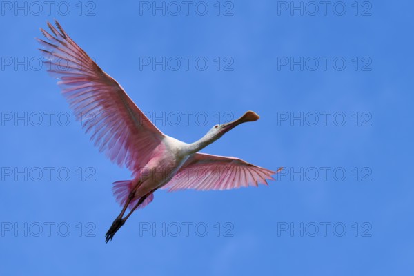 Roseate spoonbill (Ajaja ajaja), flying in the clear blue sky, Black Point Wildlife Drive,