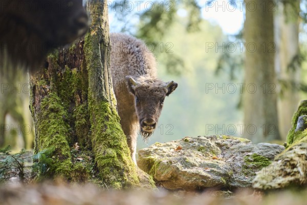 European bison (Bison bonasus) in a forest in spring, Bavarian Forest, Germany, Europe