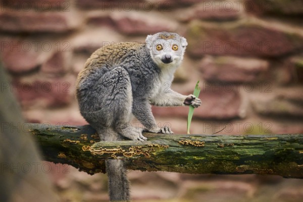 Crowned lemur (Eulemur coronatus) sitting on a branch, Germany, Europe