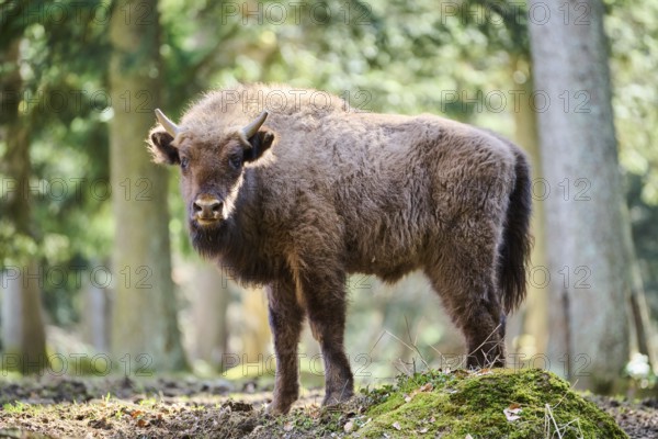 European bison (Bison bonasus) youngster in a forest in spring, Bavarian Forest, Germany, Europe
