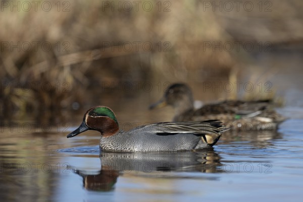 Teal, Creeping Teal or Quail Duck (Anas crecca), Sweden, Europe