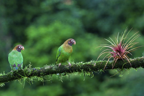 Two Brown-hooded Parrots (Pyrilia haematotis) sitting on a branch, Costa Rica, Central America