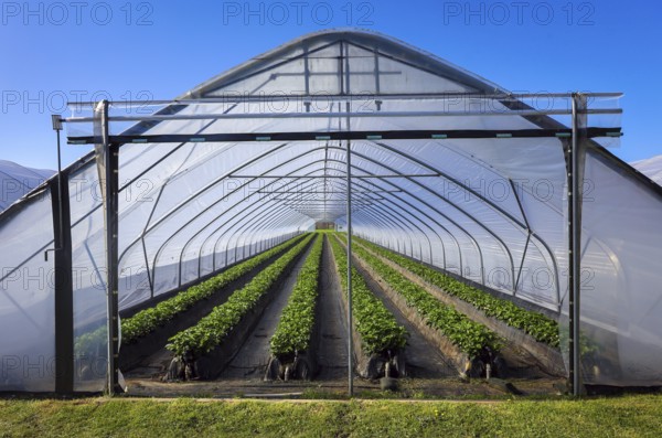 Wesel, North Rhine-Westphalia, Germany, Strawberries grow on raised beds in tunnel cultivation