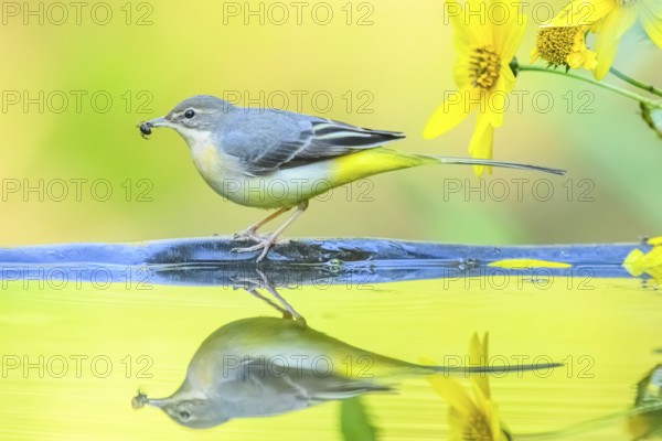 Grey wagtail (Motacilla cinerea) at the shore of a lake with autumncolours and yellow blossoms,