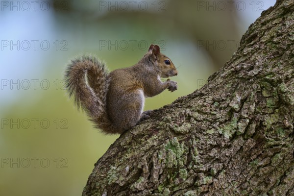 American grey squirrel (Sciurus carolinensis), sitting on a tree, in a green environment, Pembroke