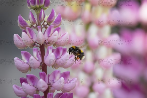Buff tailed bumblebee (Bombus terrestris) adult bee flying towards a Lupin garden flower in summer,