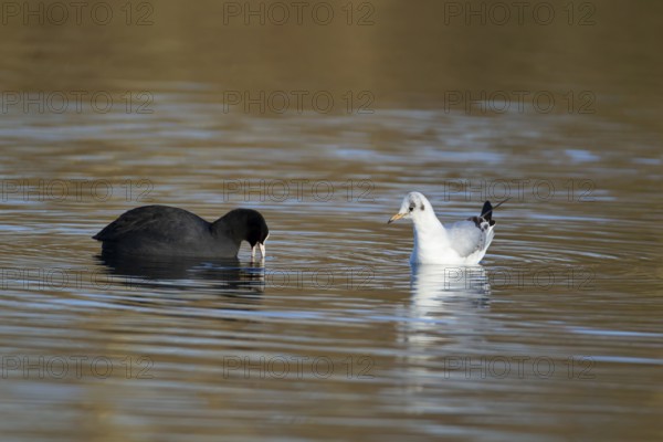 Eurasian coot (Fulica atra) and Black-headed gull (Chroicocephalus ridibundus) adult birds on a