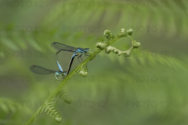Blue tailed damselfly (Ischnura elegans) adult male and female insects mating on a Bracken plant