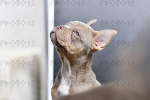 New Shade Isabella Orange Tan French Bulldog dog puppy