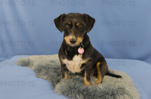 A sitting dog with a trailer on a blue sofa, mixed breed, mixed breed dog, rough-haired