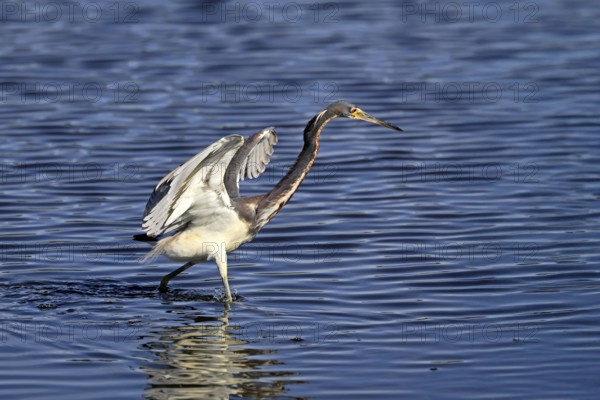 Tricoloured Heron (Egretta tricolor), adult, in the water, foraging, hunting, Merritt Island, Black