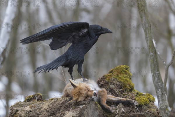 One common raven (Corvus corax), feeding on the carcass of a red fox lying on stones in a forest of