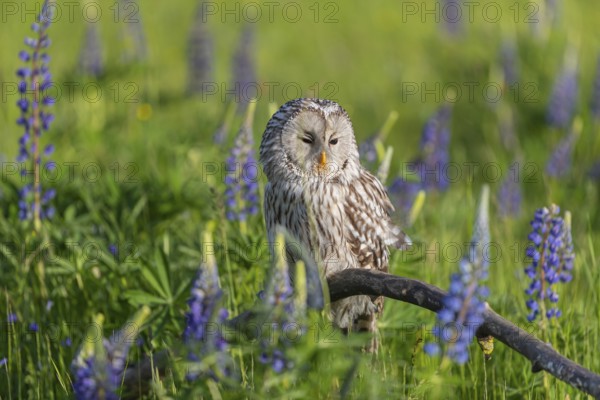 One Ural owl (Strix uralensis) sitting on a branch lying in a field of flowering lupines in late