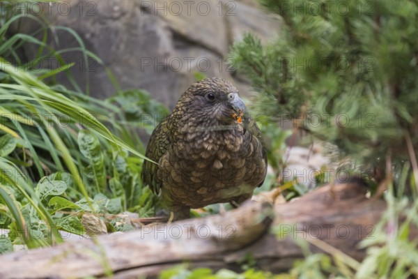 One Kea, Nestor notabilis, standing in green vegetation, feeding on something.New Zealand