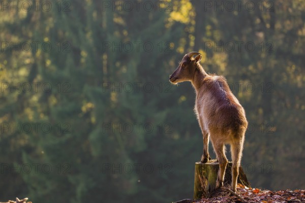 A female Himalayan tahr (Hemitragus jemlahicus) stands backlit on a tree stump at a forest edge. In