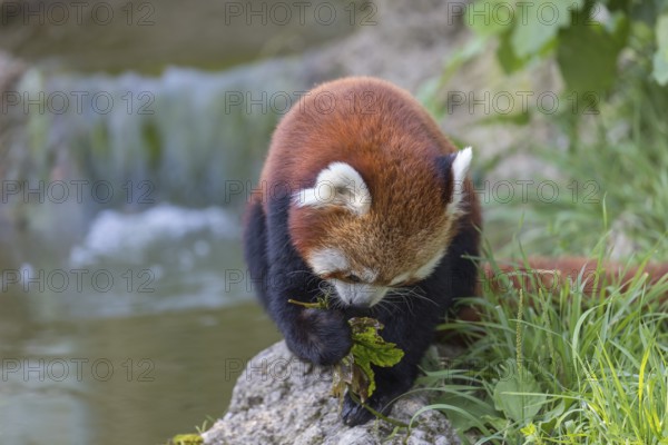 One red panda, Ailurus fulgens, sitting riverside on a rock, framed by green leafs. Some bamboo