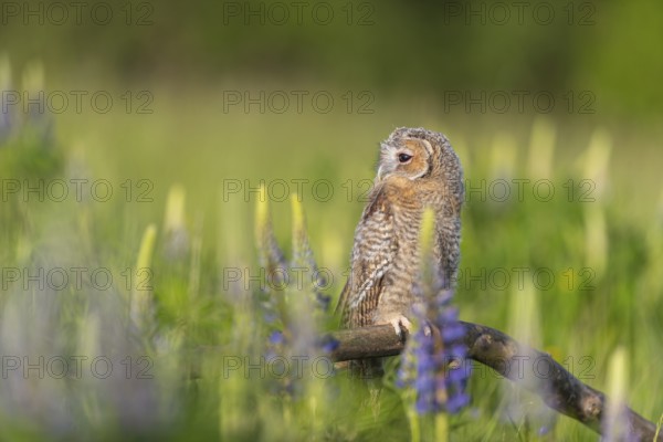One young Ural owl (Strix uralensis) sitting on a branch lying in a field of flowering lupines in