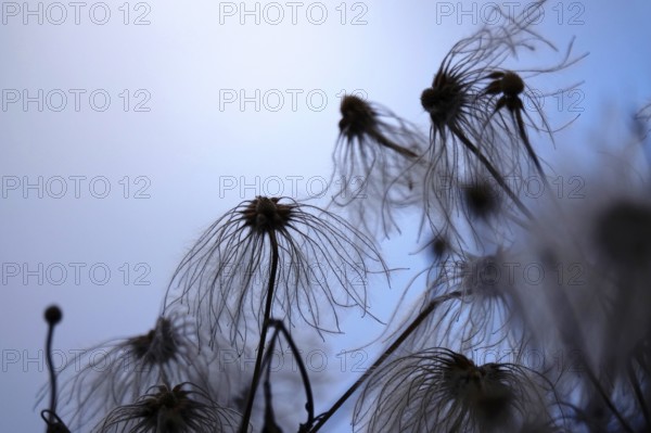 Korean clematis (Clematis serratifolia), Germany, Europe