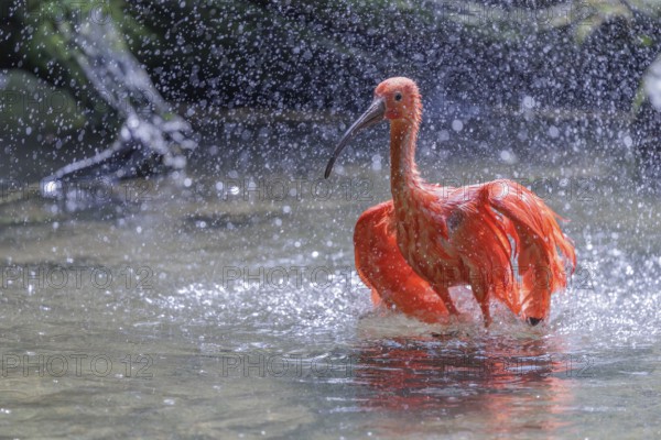 A scarlet ibis (Eudocimus ruber) stands bathing in the shallow water of a riverbank. Water splashes