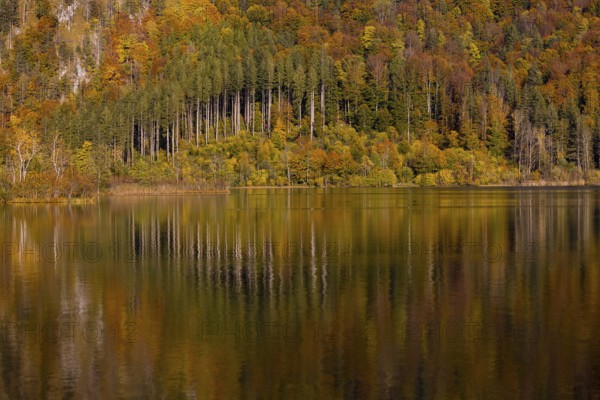 Lake Almsee in autumn with a forest reflected in the lake