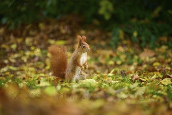 Eurasian squirrel (Sciurus vulgaris), standing in a meadow full of autumn leaves with colourful