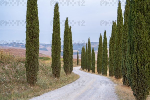 Typical Tuscan landscape in Crete Senesi with hills, trees, fields, cypresses and farm road in