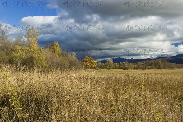 Murnau Moss, Murnauer Moos, a wetland close to Murnau, Bavaria, Germany, Europe