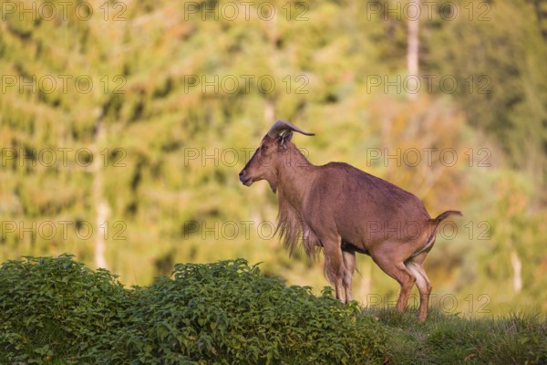 One Barbary sheep (Ammotragus lervia) stands on green hilly ground. A forest is in the background