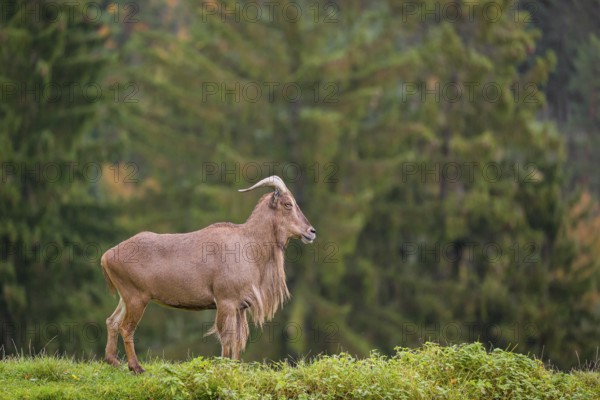 One Barbary sheep (Ammotragus lervia) stands on green hilly ground. A forest is in the background