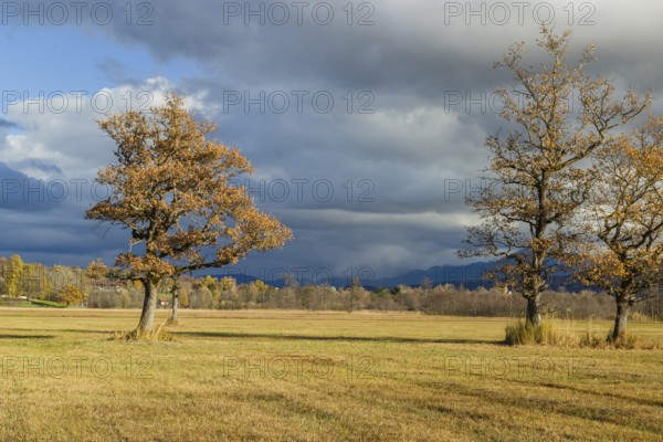 Murnau Moss, Murnauer Moos, a wetland close to Murnau, Bavaria, Germany, Europe