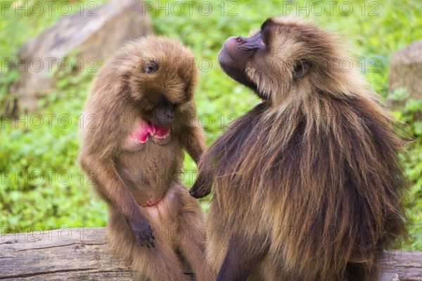 One female Gelada (Theropithecus gelada), or bleeding-heart monkey sitting on a log grooming an