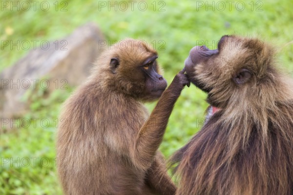 One female Gelada (Theropithecus gelada), or bleeding-heart monkey sitting on a log grooming an